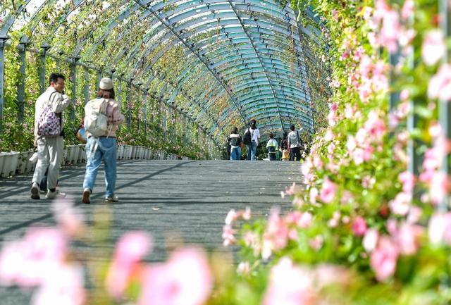 快收藏！辰山植物园红黄橙交织的秋日画卷