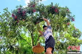（八闽千姿）千年古荔树开采 荔城无处不荔枝图片