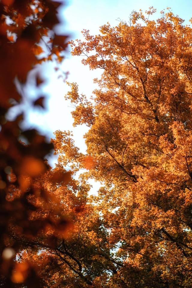 福安枫叶“封神”！宝藏打卡地又＋1