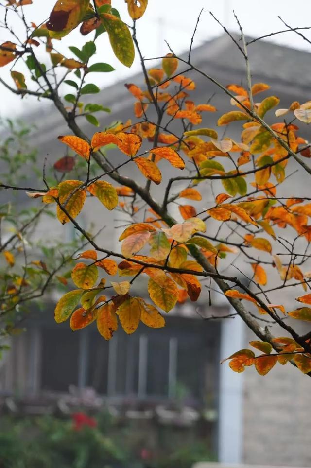 黄了！黄了！福州这里迎来颜值高峰！