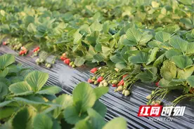 新邵县：初冬草莓抢鲜上市图片