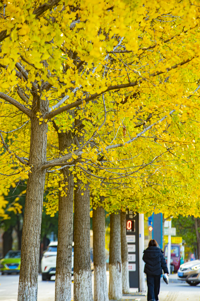 金灿灿！宜都限定美景上线！