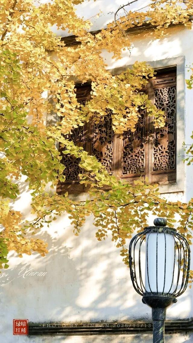 秦淮的银杏，悄悄黄了