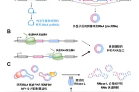 揭秘环形RNA的“生老病死”与“独门秘诀”｜上海市科学技术奖图片