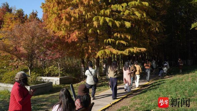 生态打底、美景出圈 ，镇江金山湖水杉林兼具生态与观赏价值