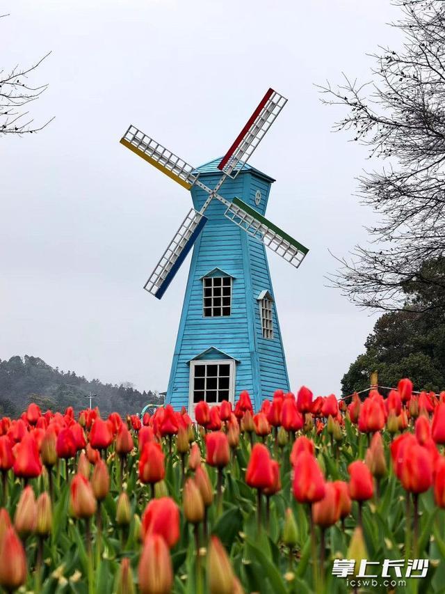 赴一场限定春日浪漫，长沙园林生态园春季花卉艺术节3月7日启幕