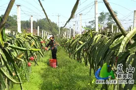 蓝山毛俊镇鹊峰村：火龙果喜迎丰收 甜了生活 富了口袋图片