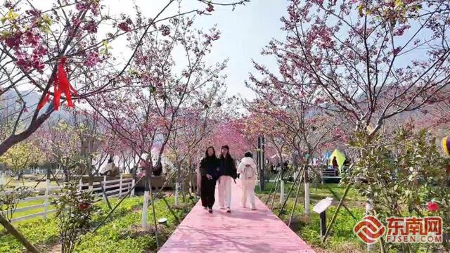 霞浦：六万株樱花竞相绽放 绘就春日绚丽花海