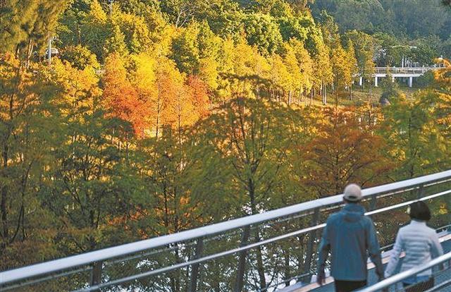 【厦门之美】层林渐染 厦门落羽杉进入最佳观赏期