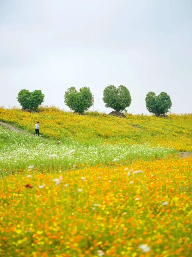 余杭这片花海，限时回归！