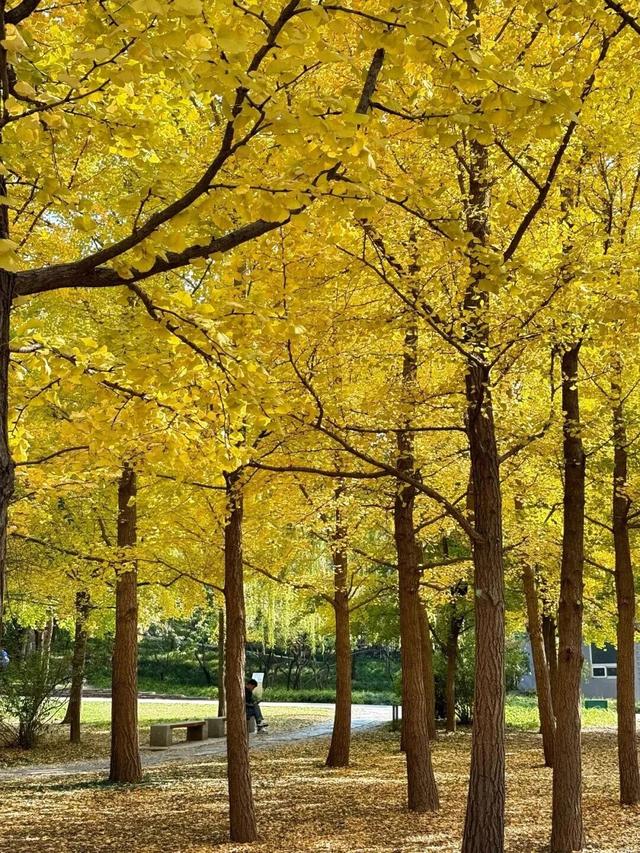 惊艳！身边的北京秋景“天花板”来了！
