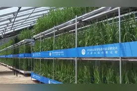 新疆和田沙漠里种出了水稻视频封面