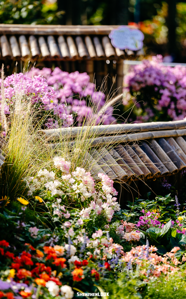 挤爆莲花山！深圳20万m²超大型花展，今天开始