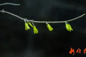 2025春来早，哈尔滨提前15天入春图片