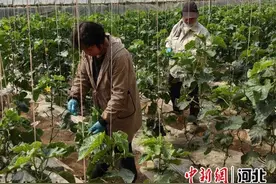河北安国：建设蔬菜大棚898座 年产量超3万吨图片