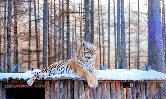 【亲子营】超多冰雪玩法！带孩子来一场哈尔滨亲子奇遇记