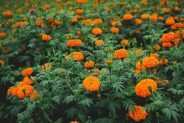 最佳赏花期至10月初 腾冲明光鸦乌山千亩花海等你来