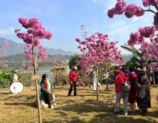 到肇庆，邂逅一场岭南绚彩之冬！