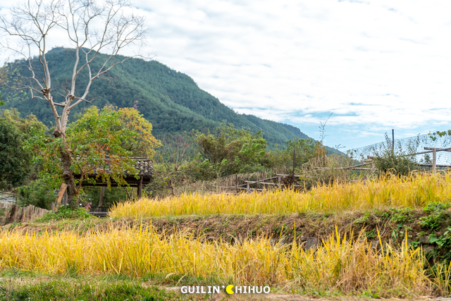 在桂林过大雪：暖汤、红柿、碧水…藏着南方冬日最惊艳的色彩