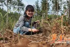 宁远：蕨菜 春日里的限定美味图片