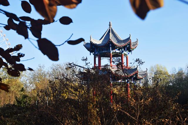 组图丨冬藏雅韵 静赏凉州植物园的温婉时光