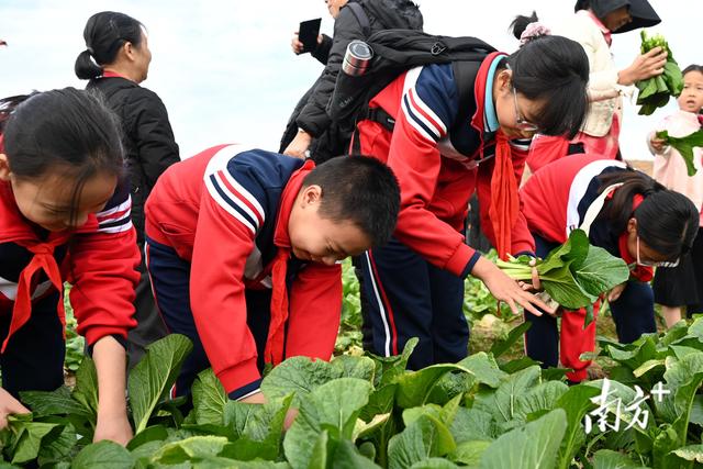 老外点赞“very good”！连州菜心旅游季，两天吸引万人打卡