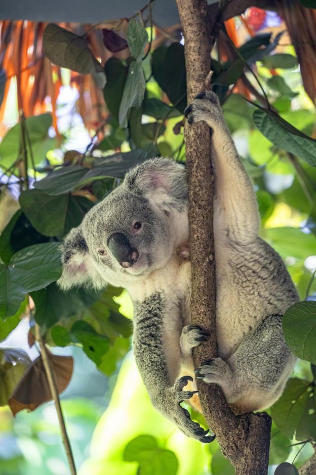 观赛+旅行！长隆度假区推出重磅优惠迎十五运会