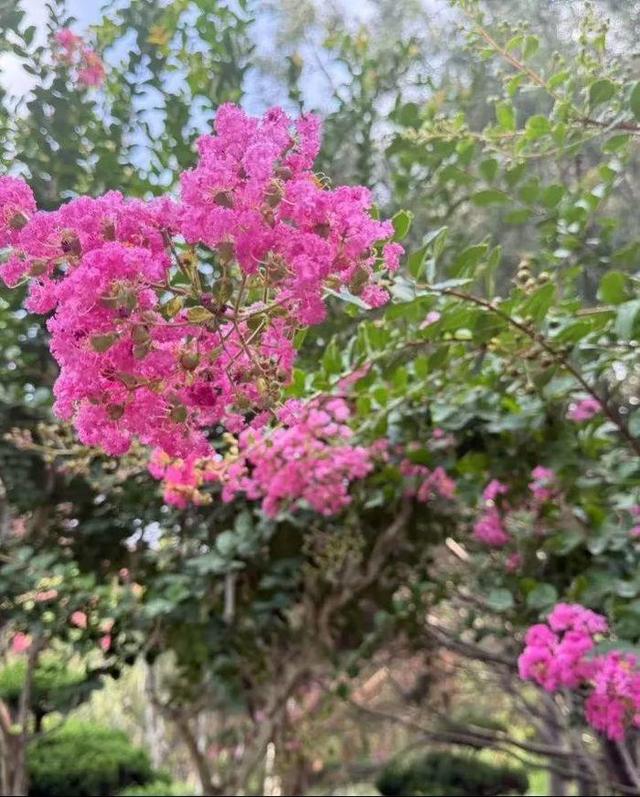 泉城夏日“紫薇季”浪漫开启，济南九大公园景区花开正艳
