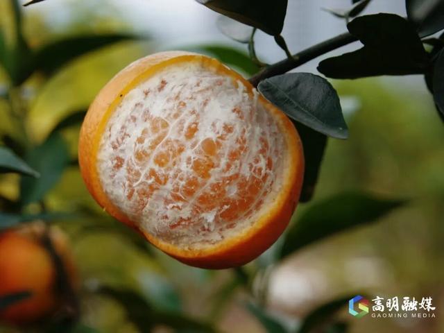 出发！高明遛娃采摘攻略来啦，甜度爆表（附定位）