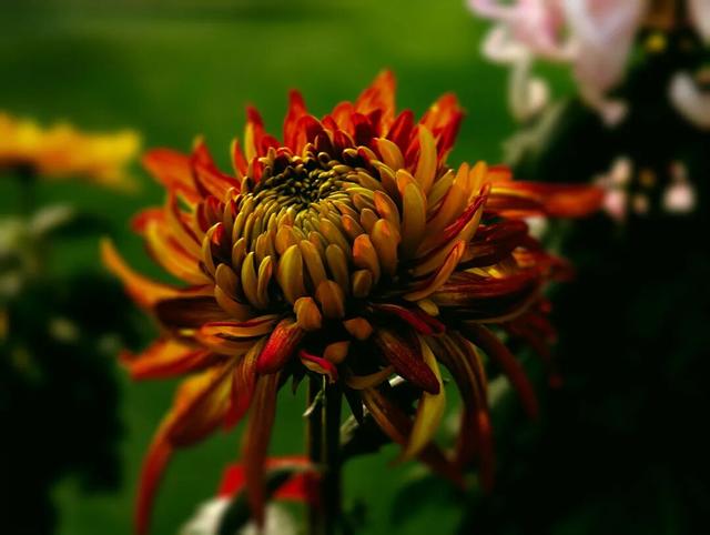 限时开启！花展进行中，还可以带回家→