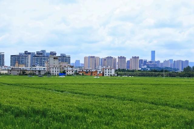 斗南街道2025年“荷韵江尾”荷花主题活动暨江尾社区第四届农文旅综合文化活动举行