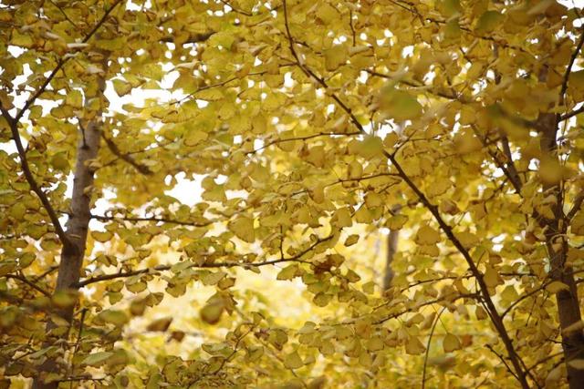 别了，威海的秋天！这些画面值得珍藏一整年