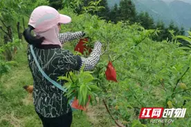 炎陵：多方联动 助力黄桃产业升级图片