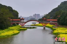 四川乐山乌尤坝金黄油菜花吸引游客图片
