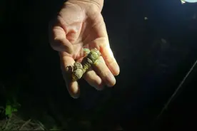 1元1只知了卖爆了！浙江有人专门晚上出去抓，很多人家门口就有图片