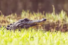 第二条鳄鱼“落网”！武汉江边发现鳄鱼事件后续来了图片