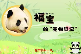 百闻不如一见｜福宝的“亮相日记”图片