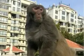 逛了小半个北京，俩“猴哥”被抓到了！图片