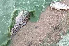 骆马湖水质呈绿色岸边大量死鱼？回应：初步推断系蓝藻爆发，致水体富营养化图片