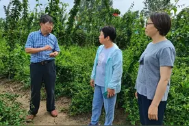 “豫金4号”通过国审！首次实现国内金银花杂交育种新突破图片