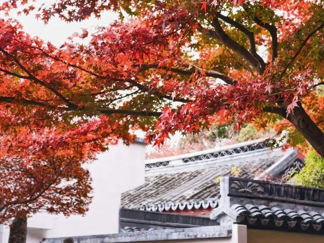 在静安，藏着一处红枫黛瓦的冬日中式美学“顶流”，猜猜在哪里？