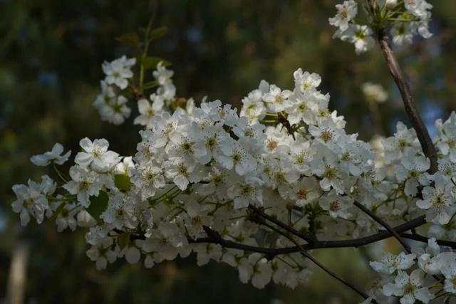 大片雪白！盘龙区松华街道梨花开啦