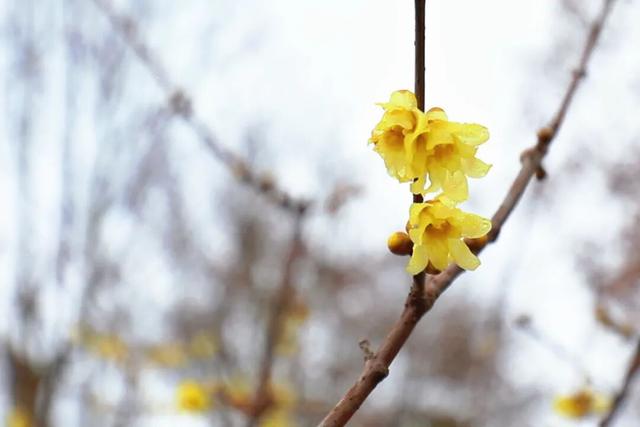真的被香到了！在闸北公园邂逅一缕冬日冷香