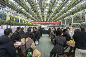 “小草莓”也能撬动“大产业”图片