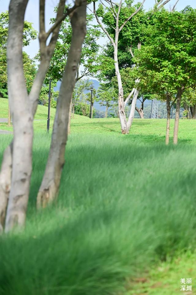 深圳「夏日草原」免费开放，随手拍出电影感！