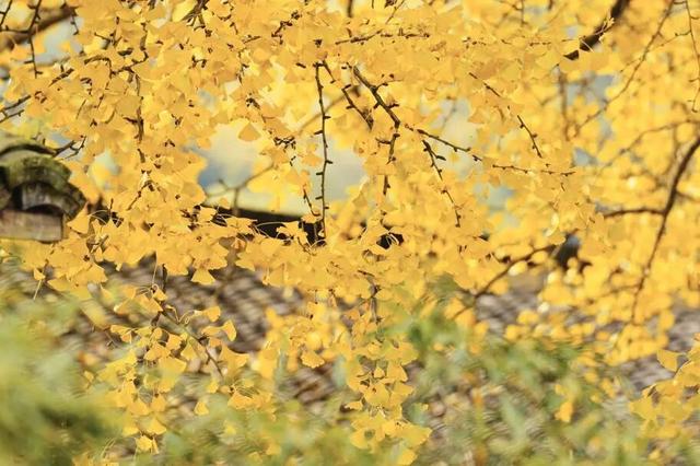 美爆了！余杭银杏打卡地出炉