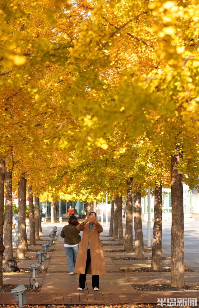 澳门路银杏树披“金甲”
