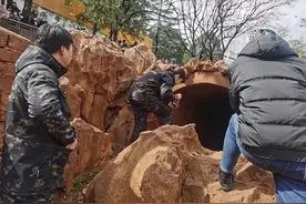 昆明动物园两只猫咪安全移出猴山，由中国小动物保护协会接管，已抵北京新家状态良好图片