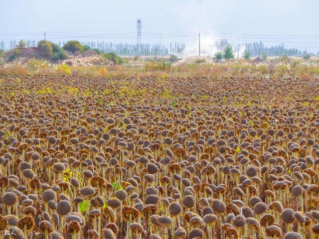 惊艳！这样的巴彦淖尔，太美了