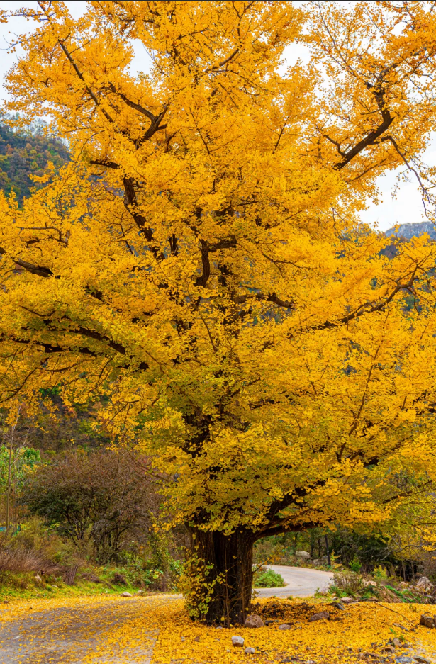 别再问了！洛阳秋色天花板，就藏在这里→